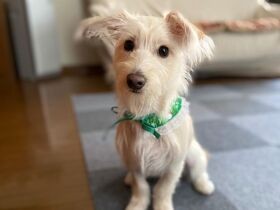 レースのチョーカーは僕らしくないと思うんですけど　ミックス犬「久遠」