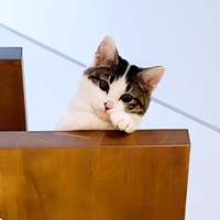 生後3カ月、あどけない表情が愛らしいしおちゃん（画像提供：猫のしお むすび 飼い主はろでさん）