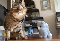 犬のぬいぐるみが歩き出したら！=無重力猫ミルコのお家@ねこ休み展さん（@ccchisa76）提供