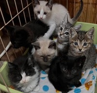 最近保護された子猫たち（猫の道草さん提供、Instagramよりキャプチャ撮影）