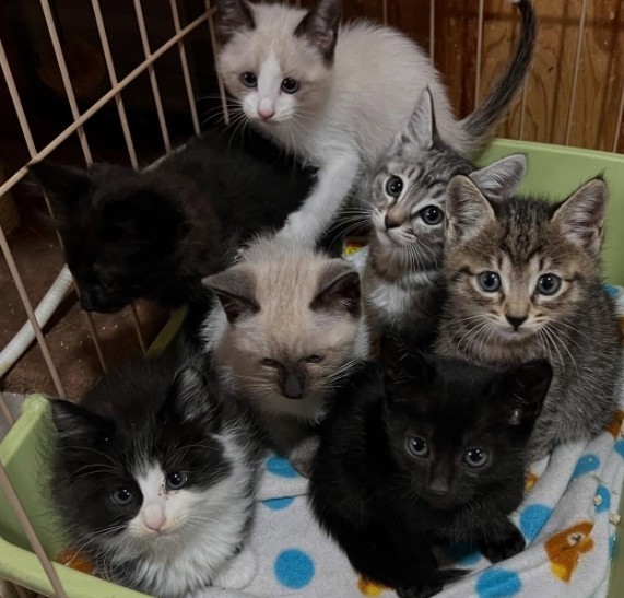 最近保護された子猫たち（猫の道草さん提供、Instagramよりキャプチャ撮影）