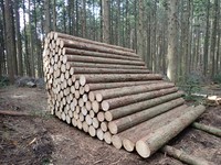 香川県産ヒノキ（香川県提供）