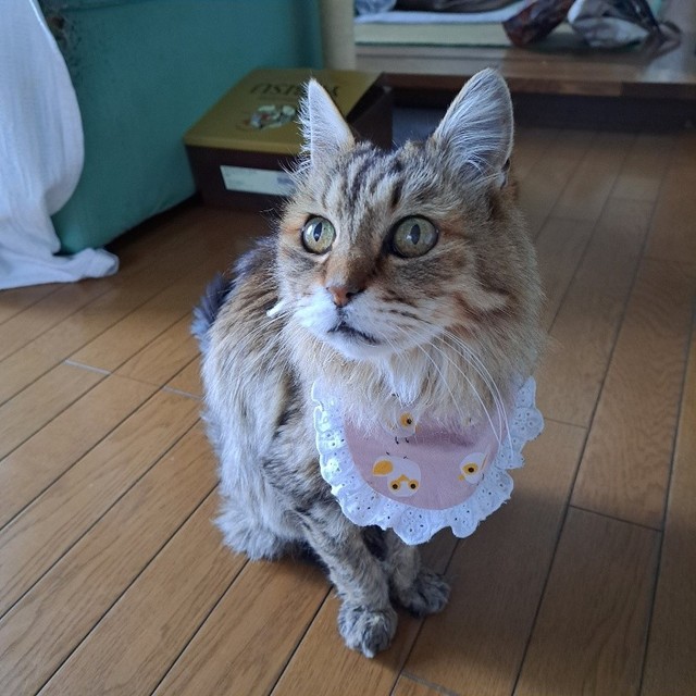 高貴な印象を与える、レイちゃん