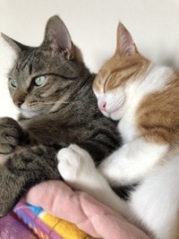 メロンお兄ちゃん、大好き＝めろぷりさん（@mero627puri914）提供