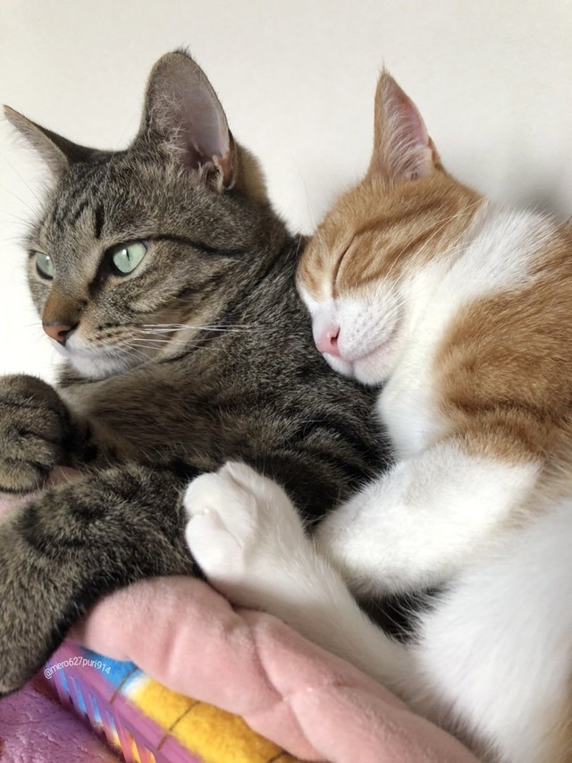 メロンお兄ちゃん、大好き＝めろぷりさん（@mero627puri914）提供