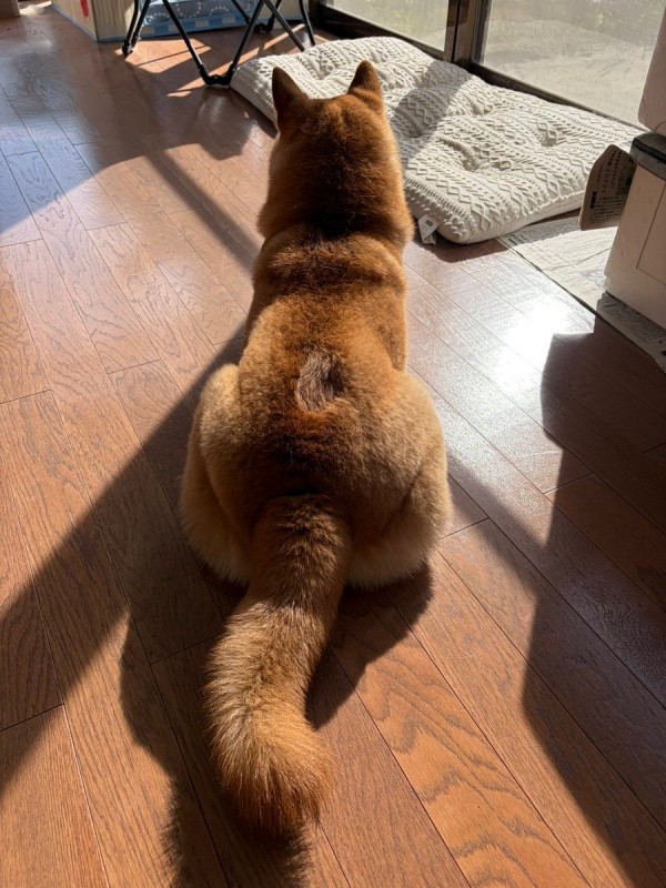 尻尾置き場！？ くっきりあとがついているろんくん（画像提供：柴犬 ろんさん）