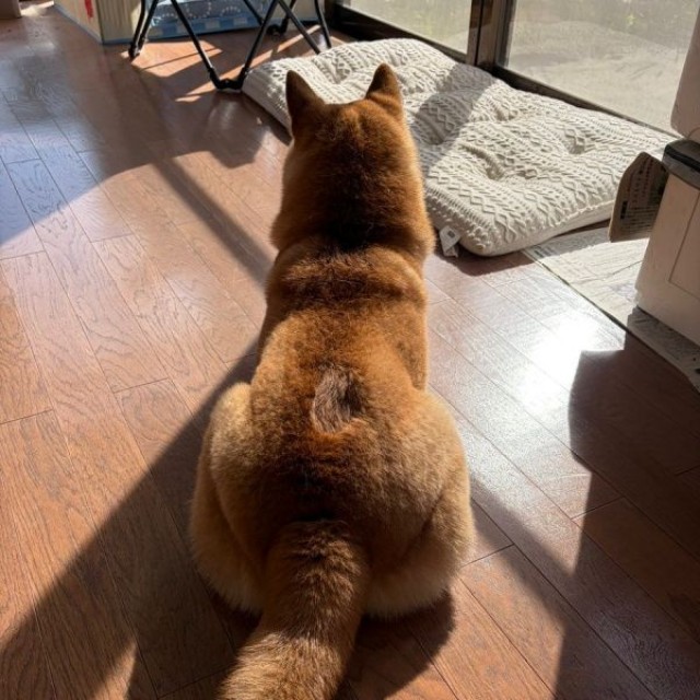 尻尾置き場！？ くっきりあとがついているろんくん（画像提供：柴犬 ろんさん）