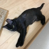 お迎えから数日経ったころのぐぅちゃん（画像提供：でんすけ劇場さん）