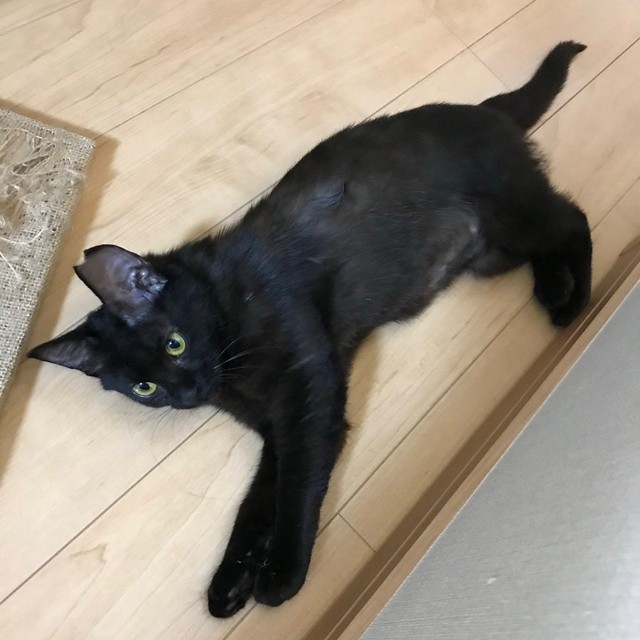 お迎えから数日経ったころのぐぅちゃん（画像提供：でんすけ劇場さん）