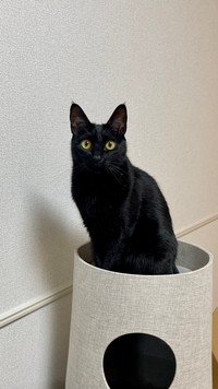 「今日ビジュいいから撮って」（提供：ティグノア🐈🐈‍⬛さん）