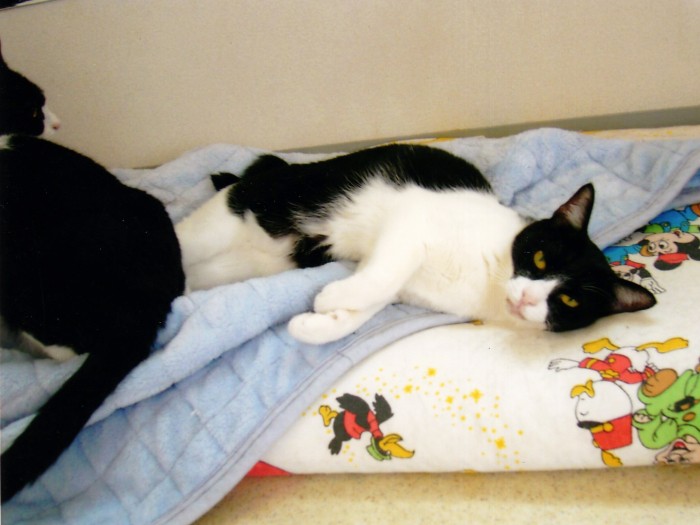 天井裏から子猫が落ちてきた 犬 猫との幸せな暮らしのためのペット情報サイト Sippo 天井裏から子猫が落ちてきた 犬 猫との幸せな暮らしのためのペット情報サイト Sippo