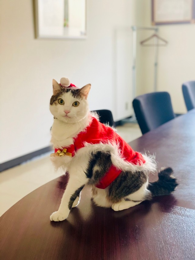 サンタ姿のネリ秘書