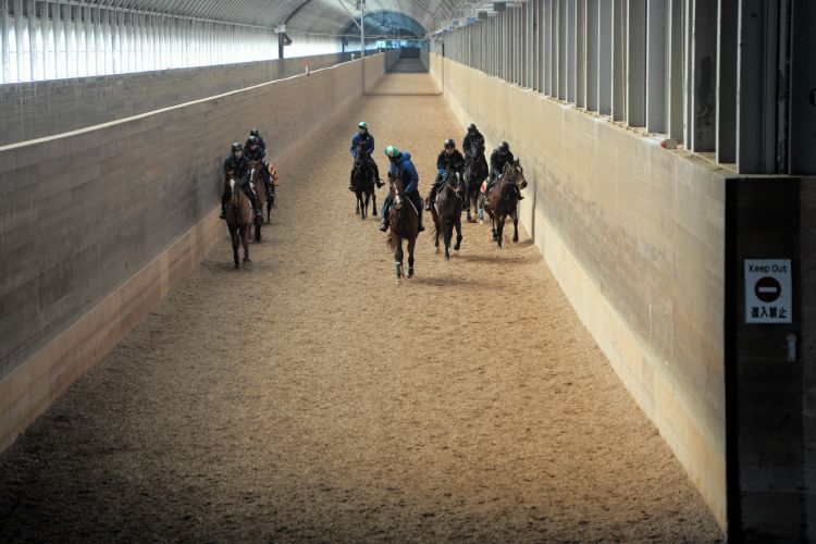 調教される競走馬=2026年2月19日、北海道浦河町、高久潤撮影