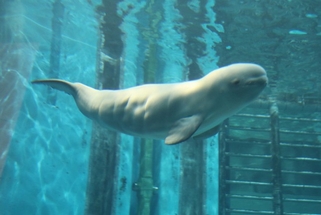 ベルーガの赤ちゃんは灰色 画像提供：名古屋港水族館