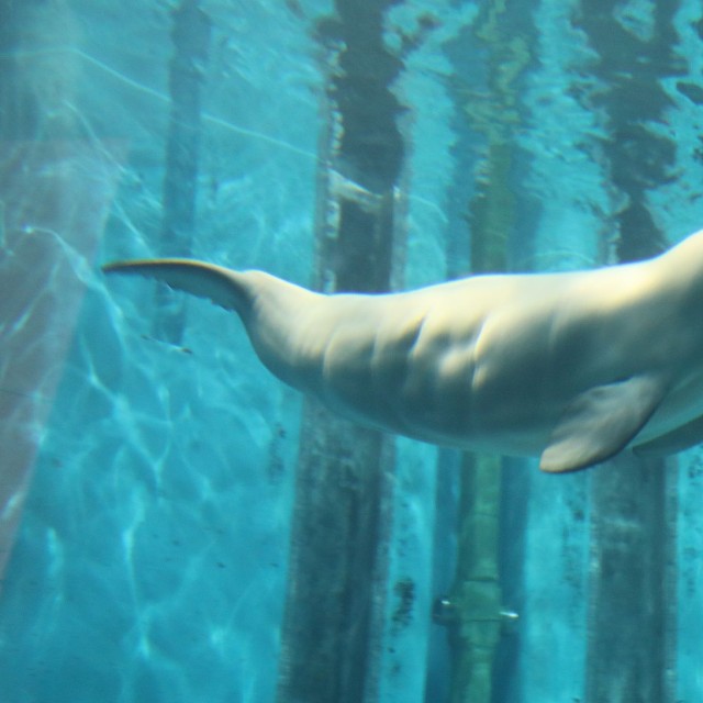 ベルーガの赤ちゃんは灰色 画像提供：名古屋港水族館