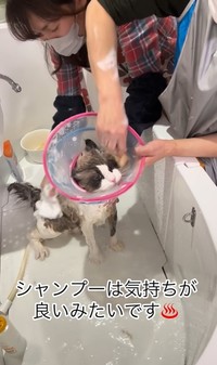 シャンプーは気持ちがよいみたい。おりこうさんでした（「ドッグサロンmarching」さん提供、Instagramよりキャプチャ撮影）