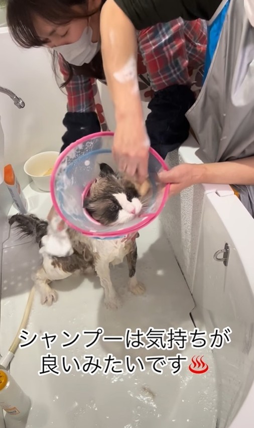 シャンプーは気持ちがよいみたい。おりこうさんでした（「ドッグサロンmarching」さん提供、Instagramよりキャプチャ撮影）