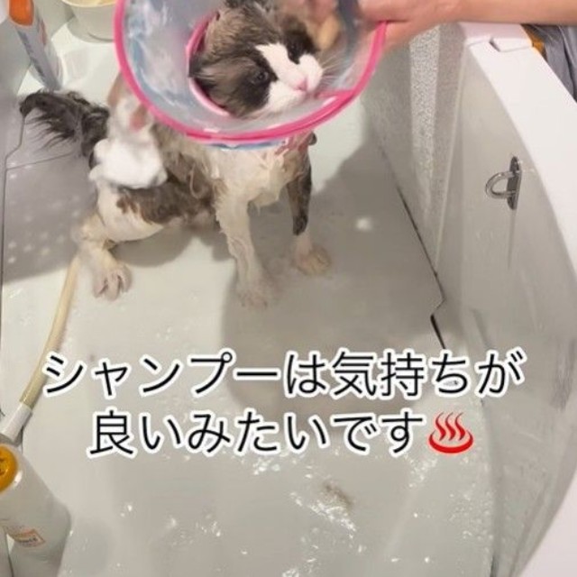シャンプーは気持ちがよいみたい。おりこうさんでした（「ドッグサロンmarching」さん提供、Instagramよりキャプチャ撮影）