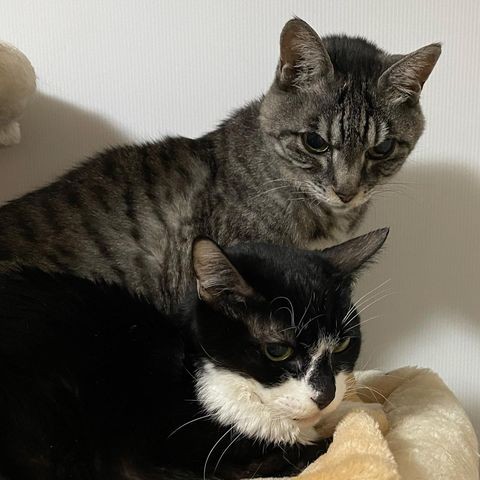 寄り添うシニア猫、ミルちゃん（奥）、カルちゃん（手前）
