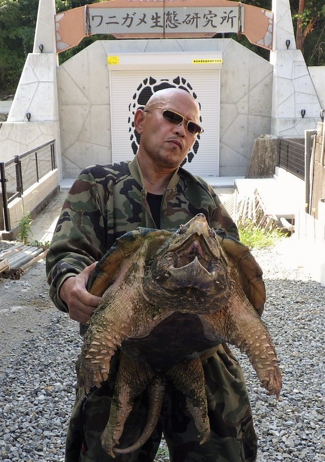 ワニガメに負けない迫力のワニガメ生態研究所さん