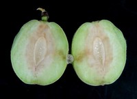 カメムシの被害にあった桃　【提供】香川県農業試験場病害虫防除所