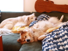 穴澤 賢記事 犬 猫との幸せな暮らしのためのペット情報サイト Sippo