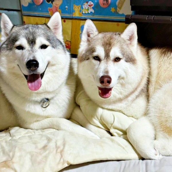 仲良く寄り添ってくつろぐ（左から）うたちゃんとういちゃん（画像提供：エリ＠ネコ＆ハスキーの日常さん）