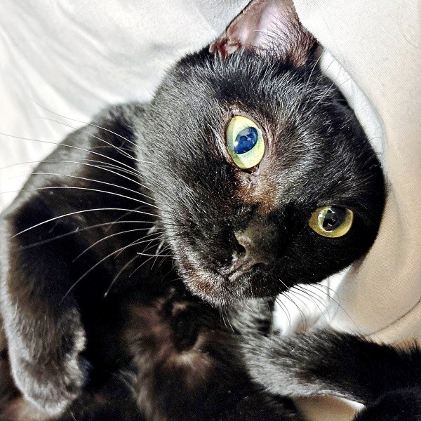 飼い主さんとの暮らしをのびのびと楽しむしずくちゃん（画像提供：さばりんご。さん）