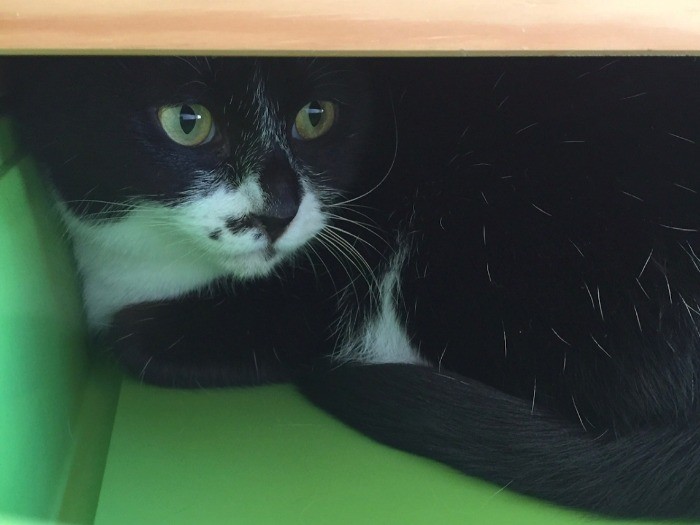 お客さんだ、隠れなきゃ！