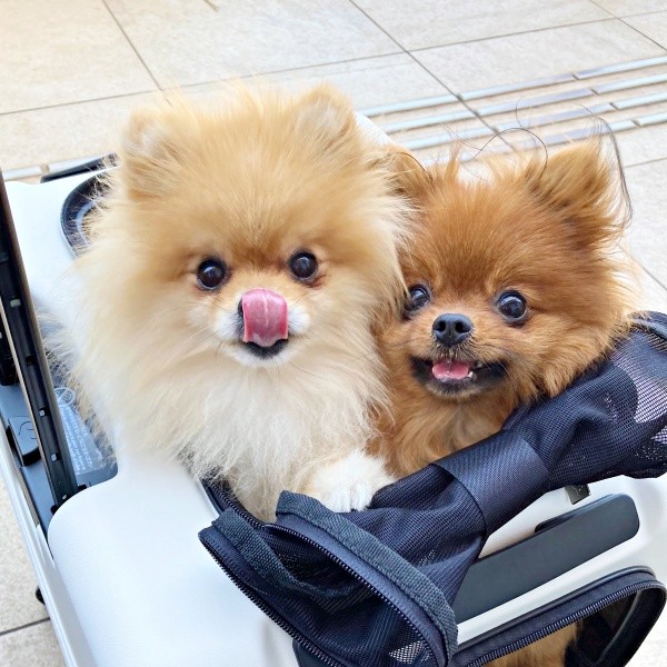 仲良くパシャリ！ （左から）たぬこちゃん、ぽきちくん（画像提供：たぬことぽきちさん）