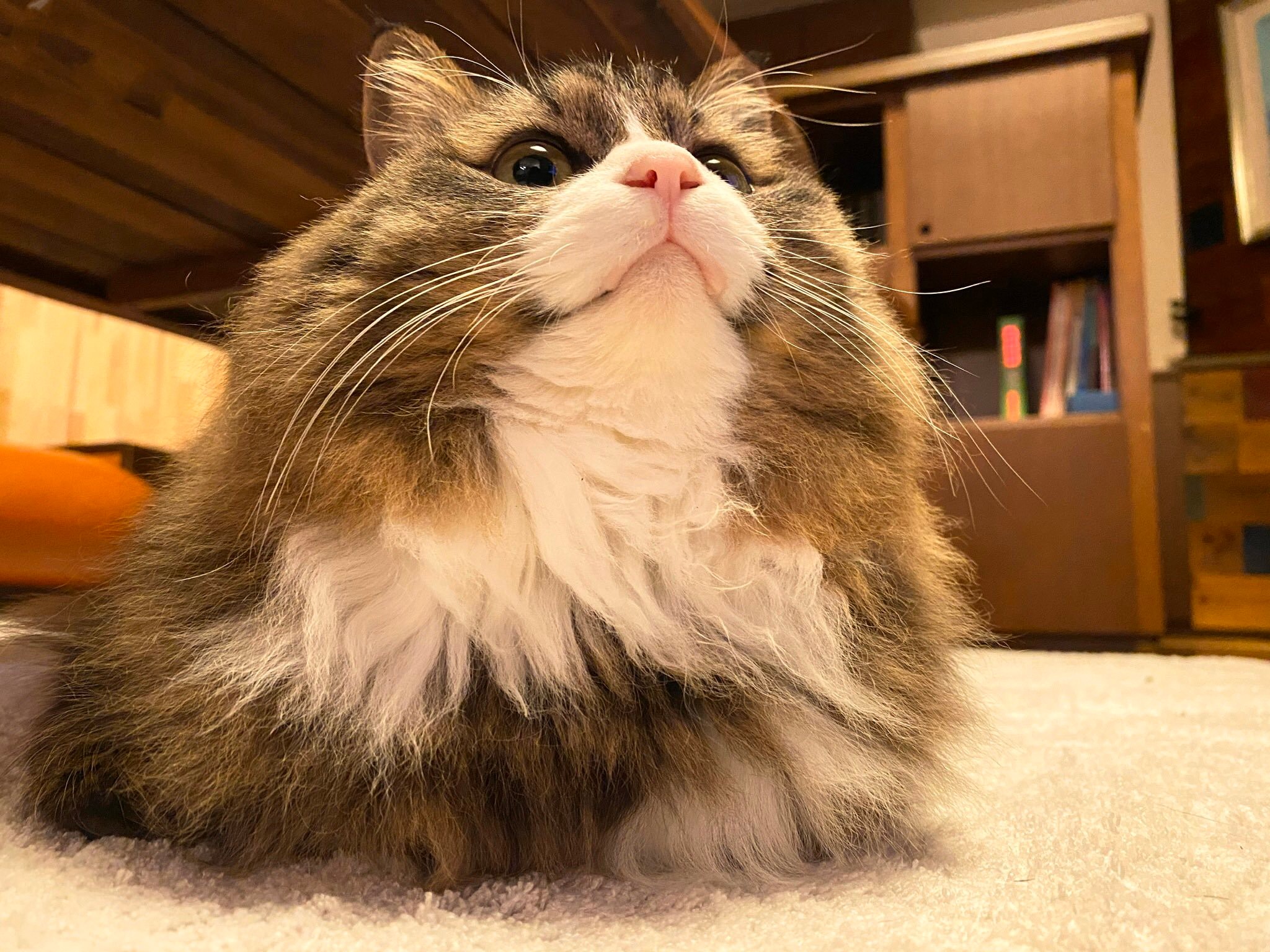 まるで「別にゃん」…夏と冬でモフモフ感が変化する不思議な猫｜まいど