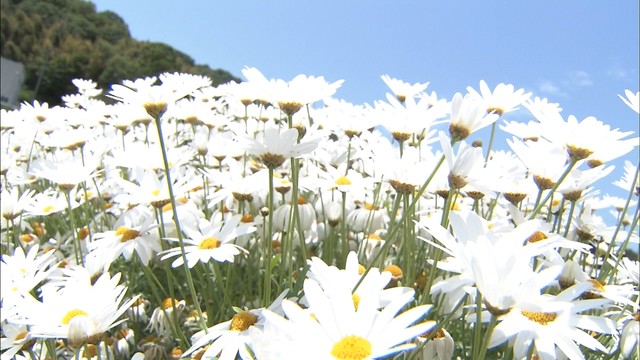 マーガレット1万2000株見頃　生産量日本一の地　香川・三豊市
