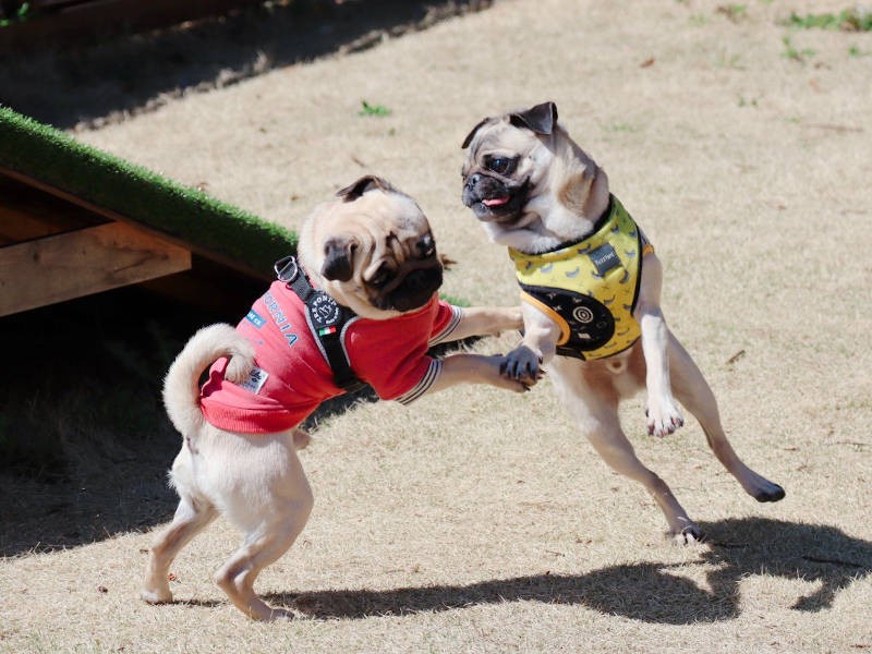 パグ友「ライアンくん」とパグプロレス中。なんかジワります