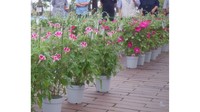 提供：岡山市公園協会