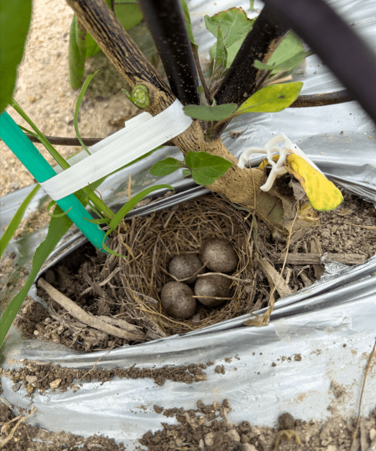 ナスの株元で卵発見！（amyu farmさん提供）