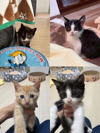 明石市の猫カフェ「Cafe calico」での子猫4匹の様子（「NPO法人愛Cat」さん提供）