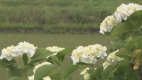 【速報】四国地方が梅雨入り　平年より8日、2021年より32日遅く