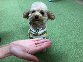 宅配便配達人に吠える犬　短く吠えてすぐ落ち着くよう訓練