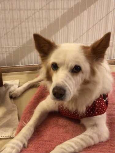 家にきたころの「まるこ」