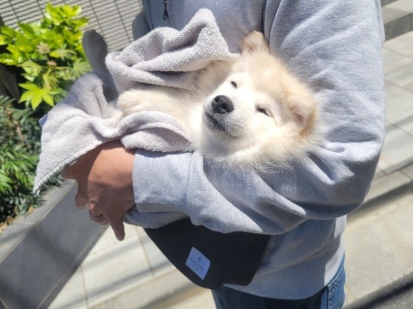 抱っこされて気持ち良さそうなむくちゃん（画像提供：なめ子さん）