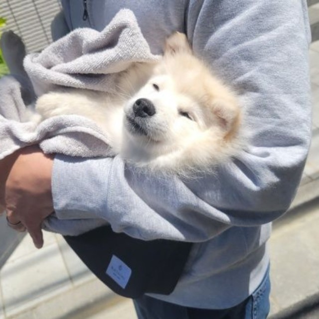 抱っこされて気持ち良さそうなむくちゃん（画像提供：なめ子さん）