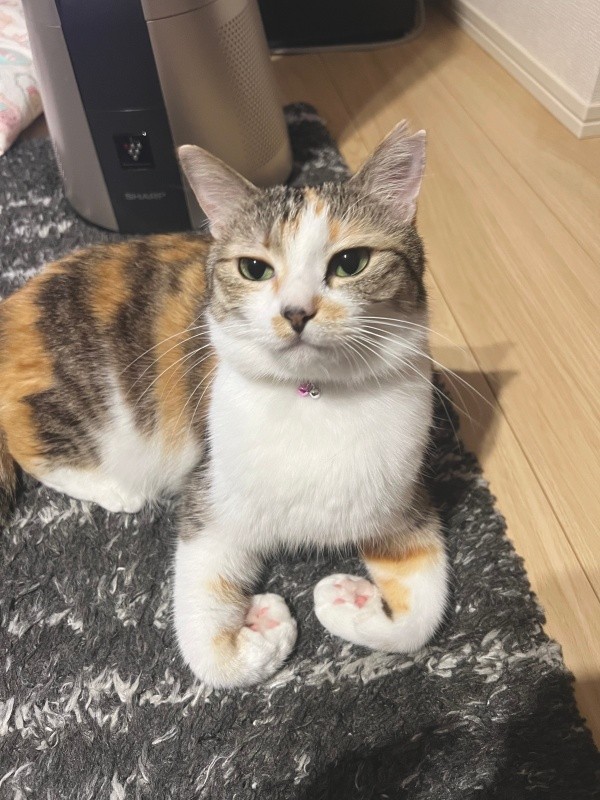 ムキムキポーズのネネちゃん（画像提供：パステル三毛猫_ネネさん）