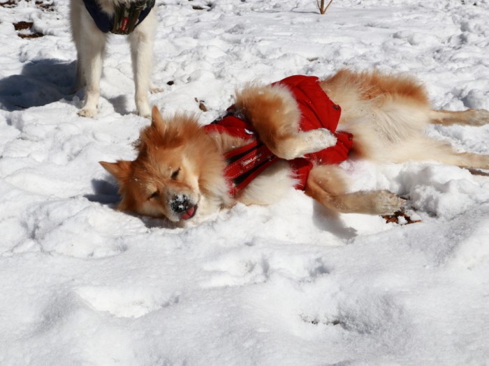 雪の上をゴロゴロしてご満悦