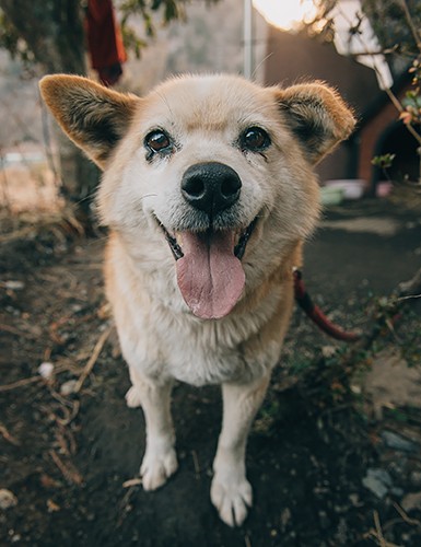いつも笑顔で迎えてくれる「チャコ」（2018年3月2日撮影）