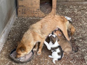 ウクライナのセンターを訪問　犬たちは「さみしいよ、つらいよ、遊んでくれ」