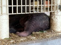 横になって休む赤ちゃん（2025.8.12 安佐動物公園提供）