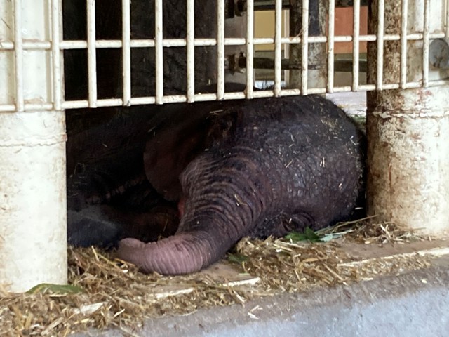 横になって休む赤ちゃん（2025.8.12 安佐動物公園提供）
