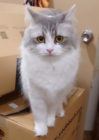 やすのふさんが飼っている猫の「たるちゃん」（やすのふさん提供）