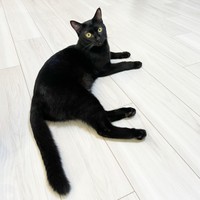 床に寝そべるぼたもちくん（画像提供：黒猫おはぎ 林遊眠@劇団ショウダウンさん）