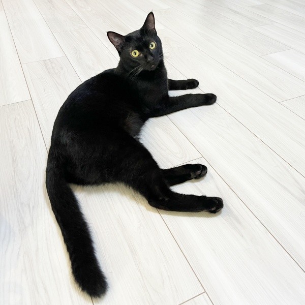 床に寝そべるぼたもちくん（画像提供：黒猫おはぎ 林遊眠@劇団ショウダウンさん）